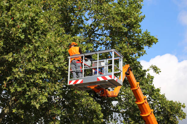 How Our Tree Care Process Works  in Evans, GA